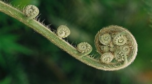 flora-fauna-1
