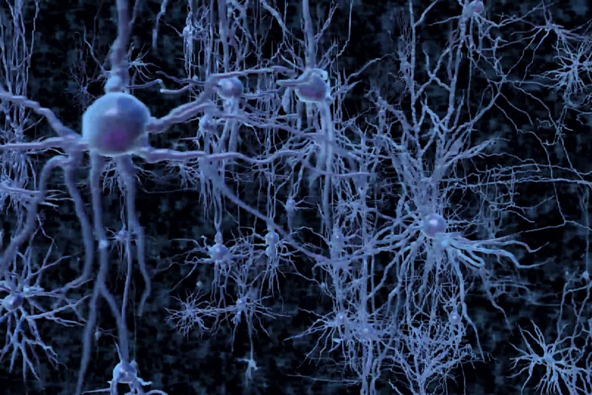 mirror_neurons