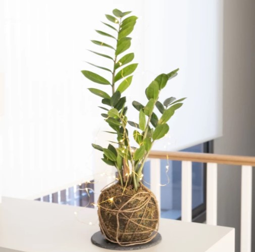 Planta Feng Shui